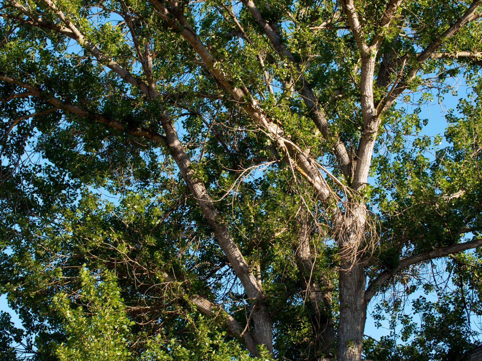  Cottonwood - <em>Populus fremontii</em>