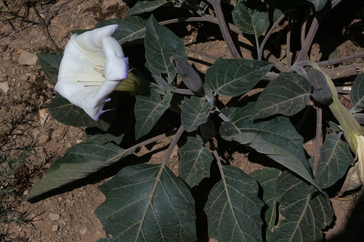 Plant of the Month Datura