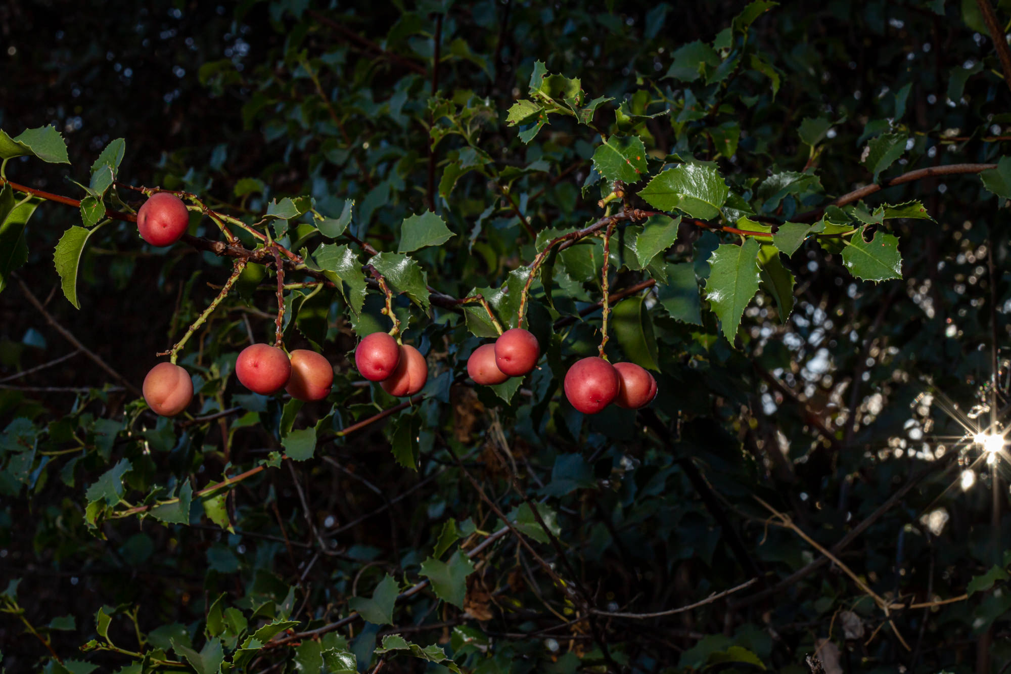  Holly-Leaved Cherry - <em>Prunus ilicifolia</em>
