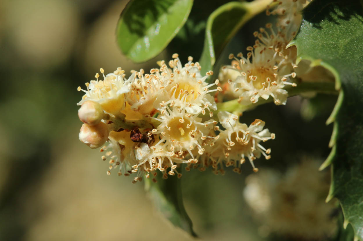  Holly-Leaved Cherry - <em>Prunus ilicifolia</em>