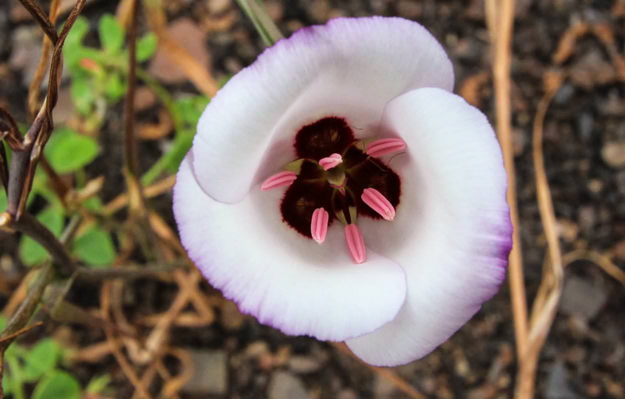  Mariposa Lily - <em>Calochortus species</em>