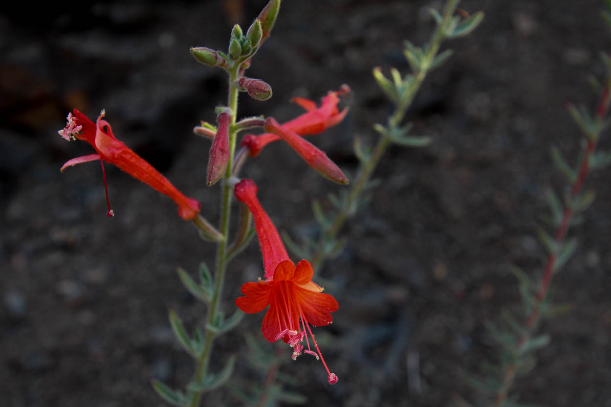  California Fuchsia - <em>Epilobium canum</em>