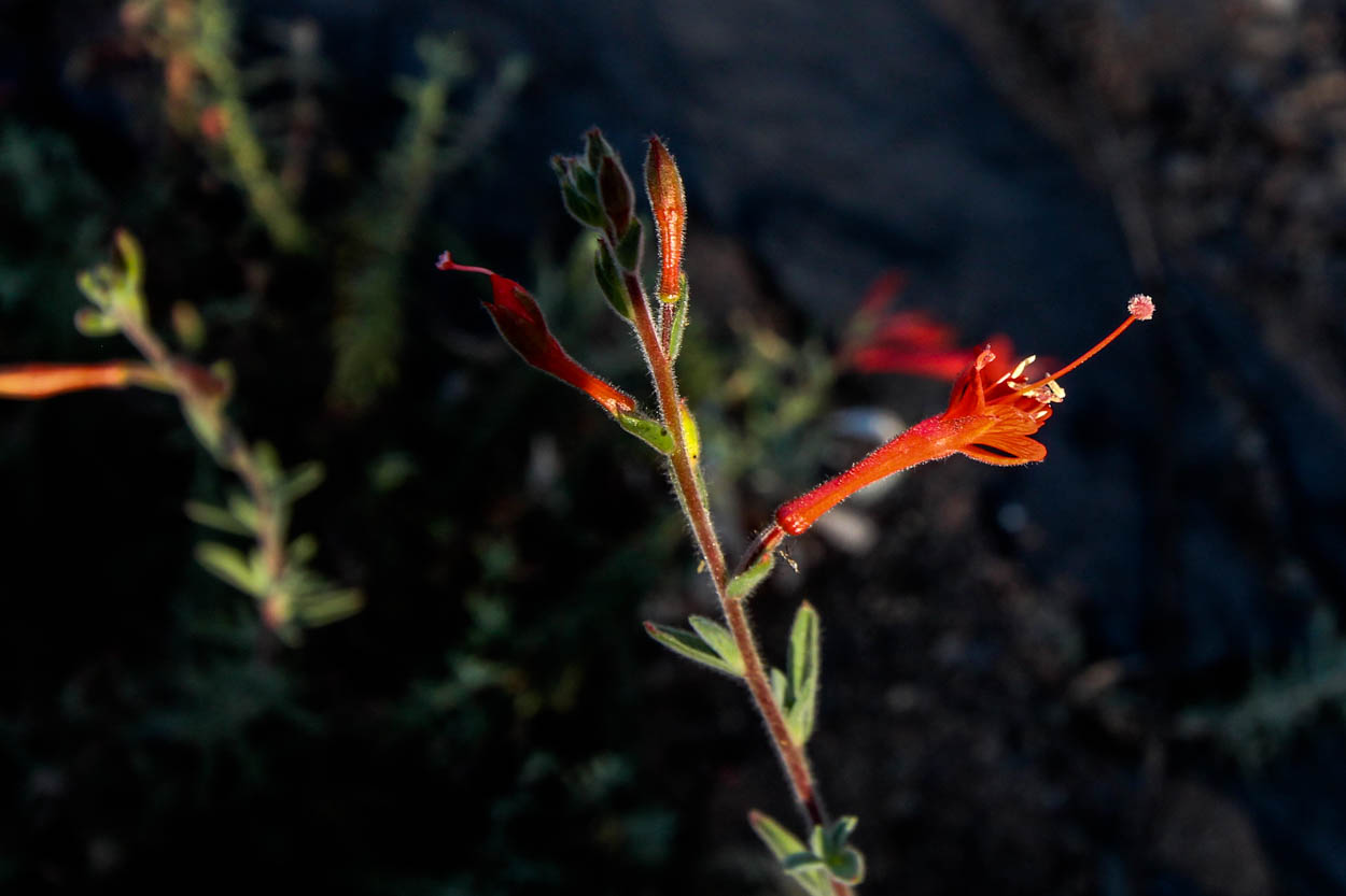  California Fuchsia - <em>Epilobium canum</em>