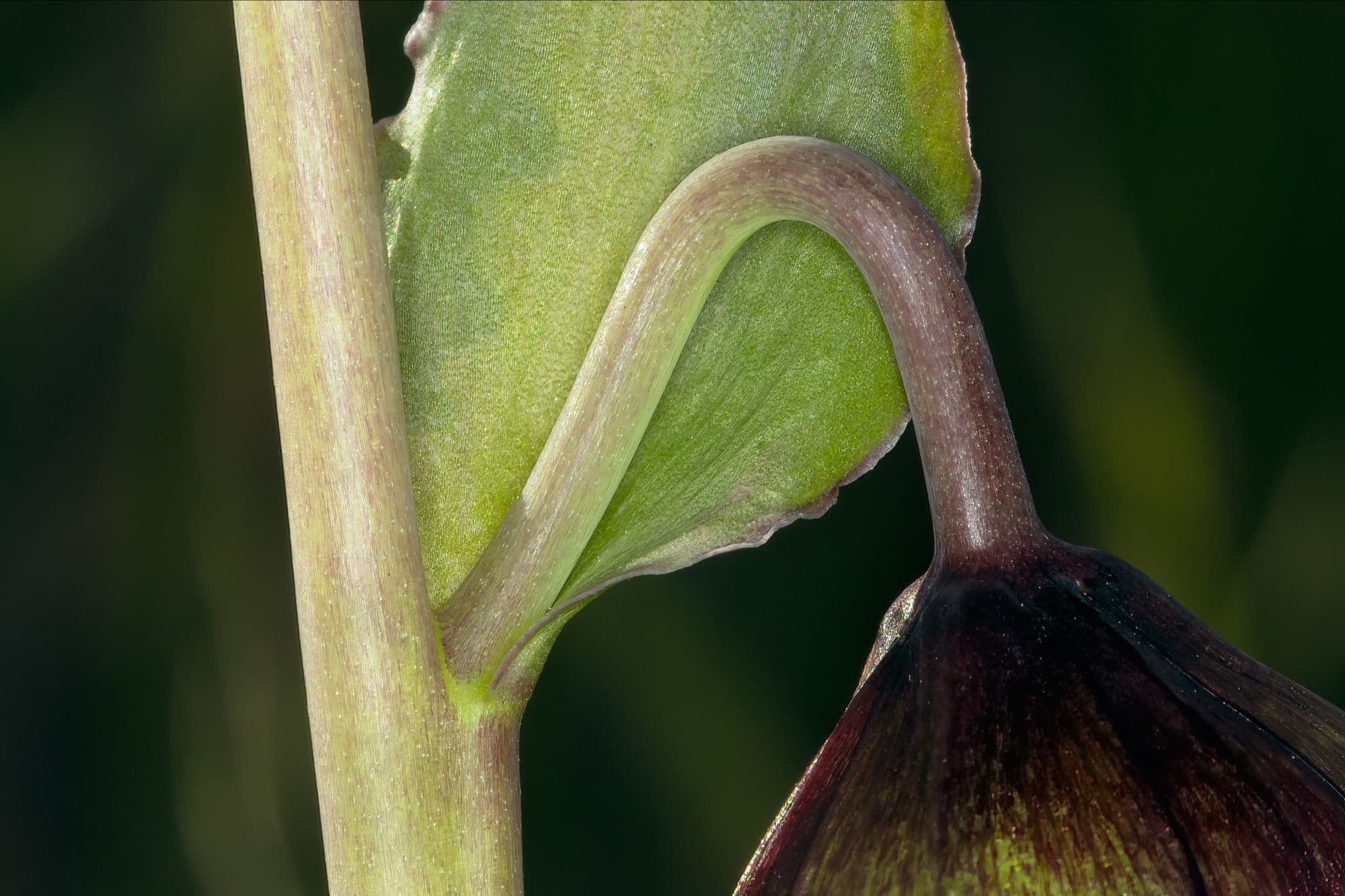  Chocolate Lily - <em>Fritillaria biflora</em>