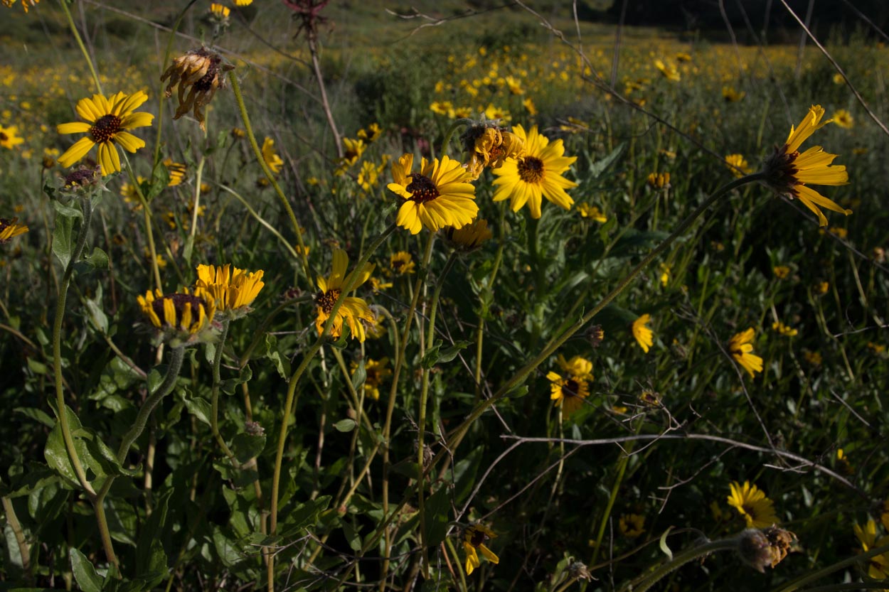  Bush Sunflower - <em>Encelia californica</em>