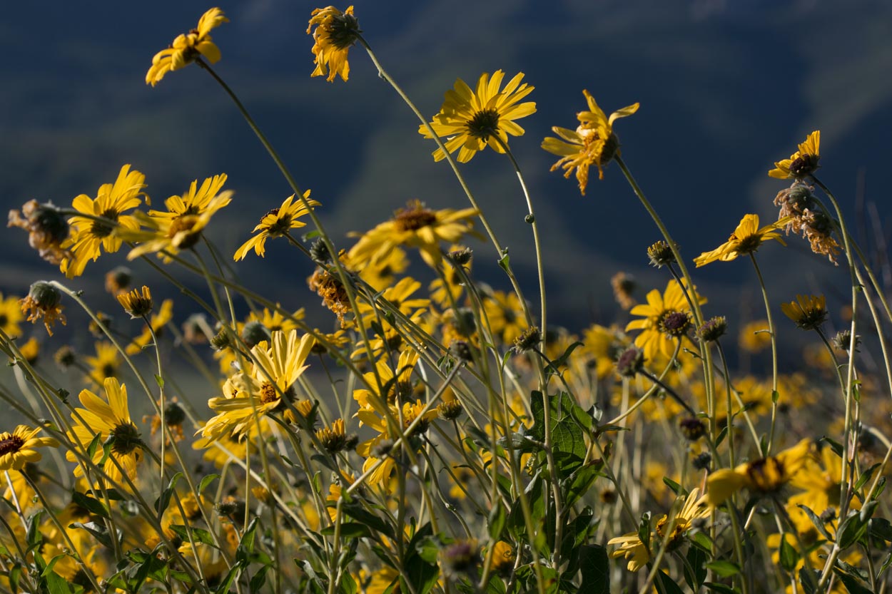 Yellow Sunflower Bush