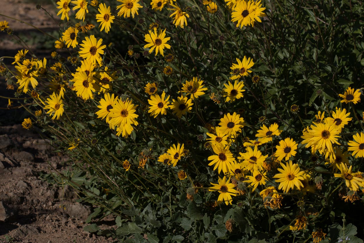 Bush Sunflower - <em>Encelia californica</em>