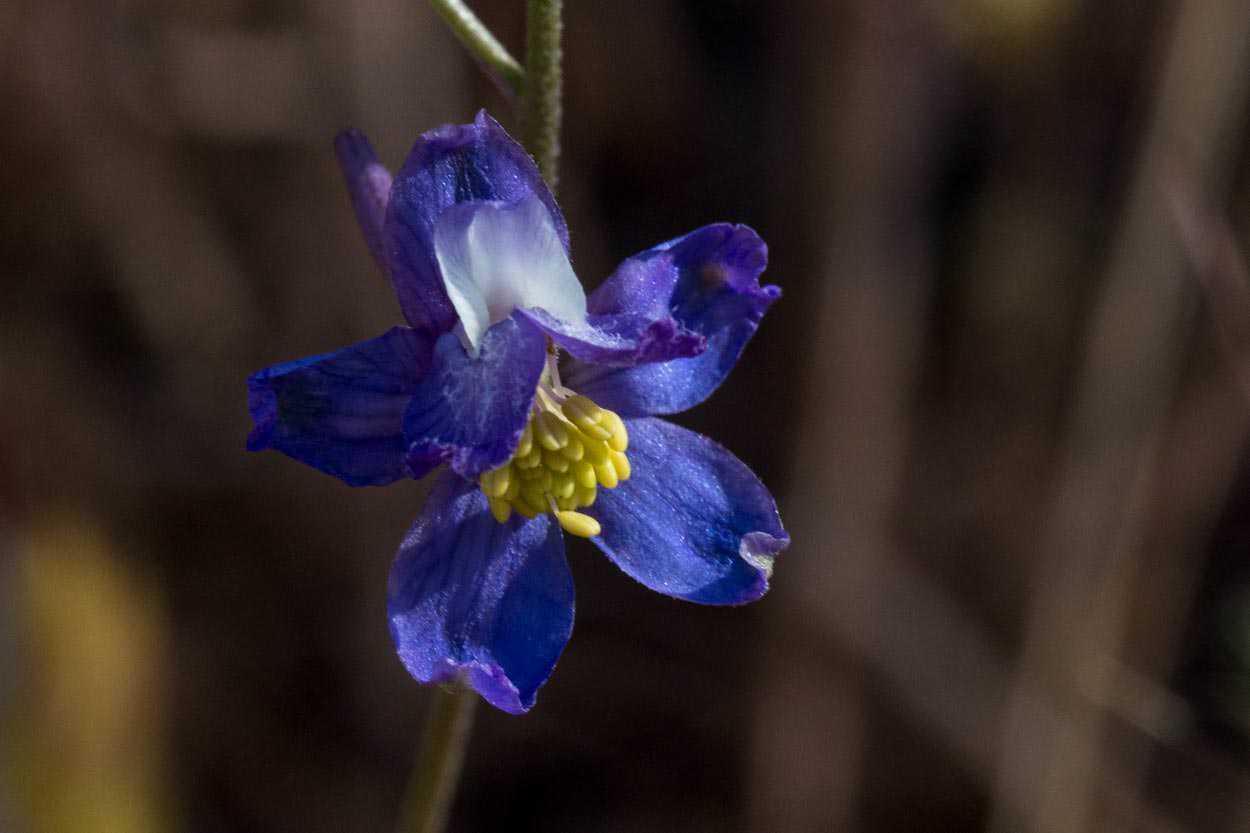  Blue Larkspur - <em>Delphinium parryi</em>