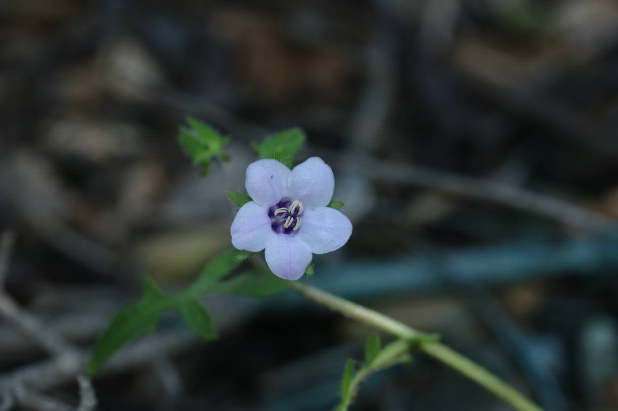  Fiesta Flower - <em>Pholistoma auritum</em>