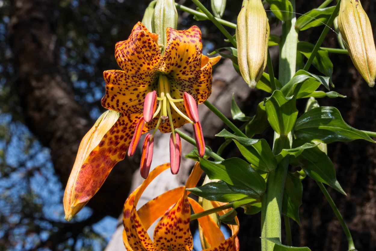  Humboldt Lily - <em>Lilium humboldtii</em>
