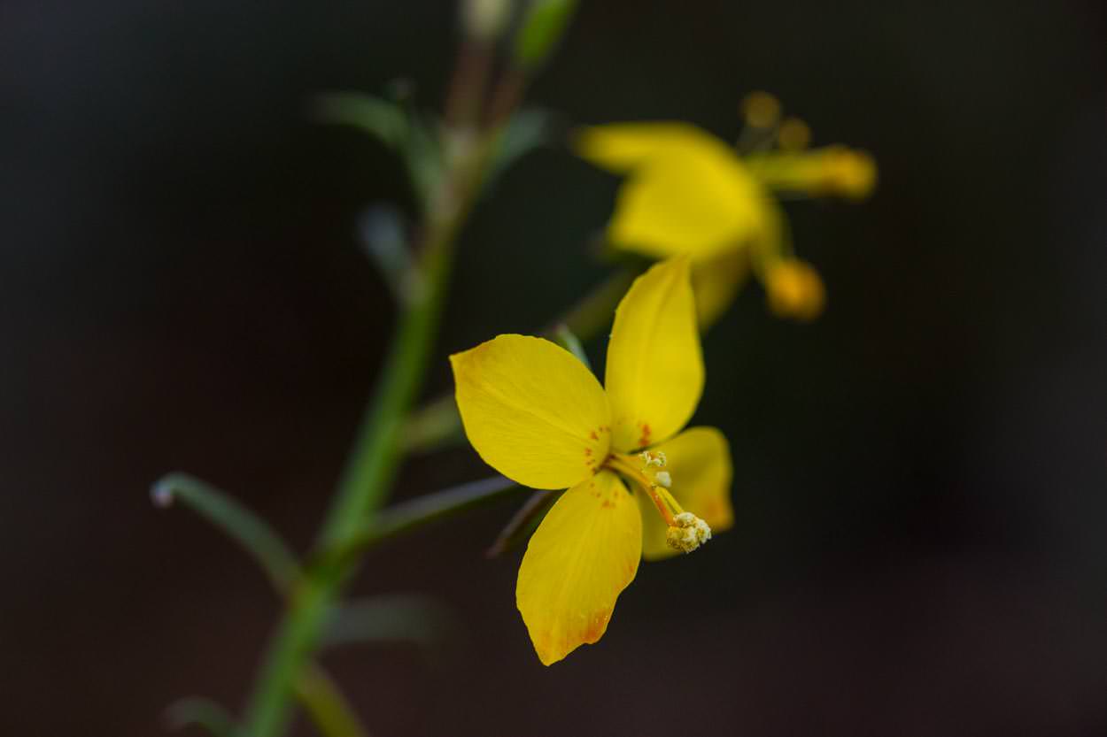  Mustard Evening Primrose - <em>Eulobus californicus</em>