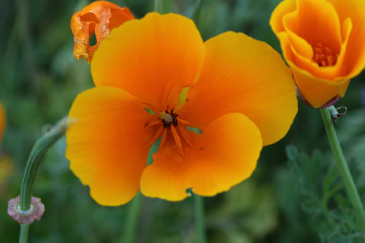 Plant of the Month - California Poppy