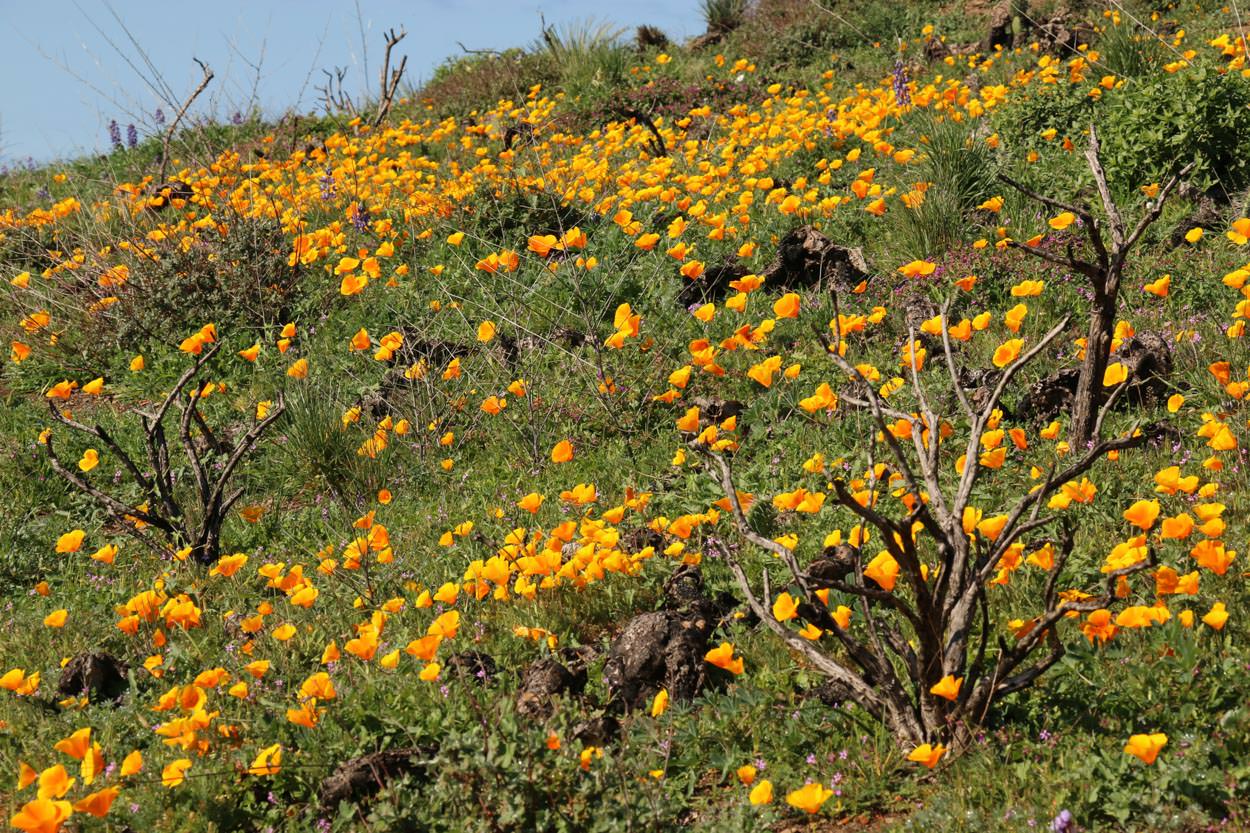  California Poppy - <em>Eschscholzia californica</em>