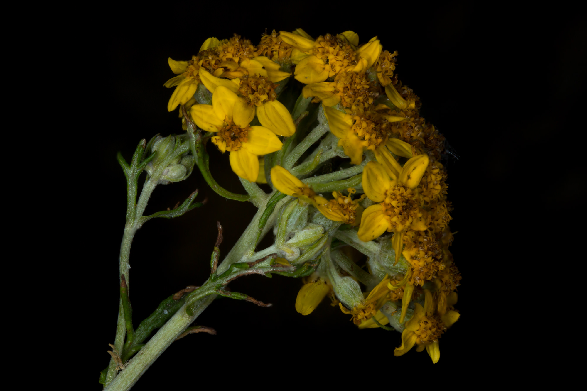  Golden Yarrow - <em>Eriophyllum confertiflorum</em>