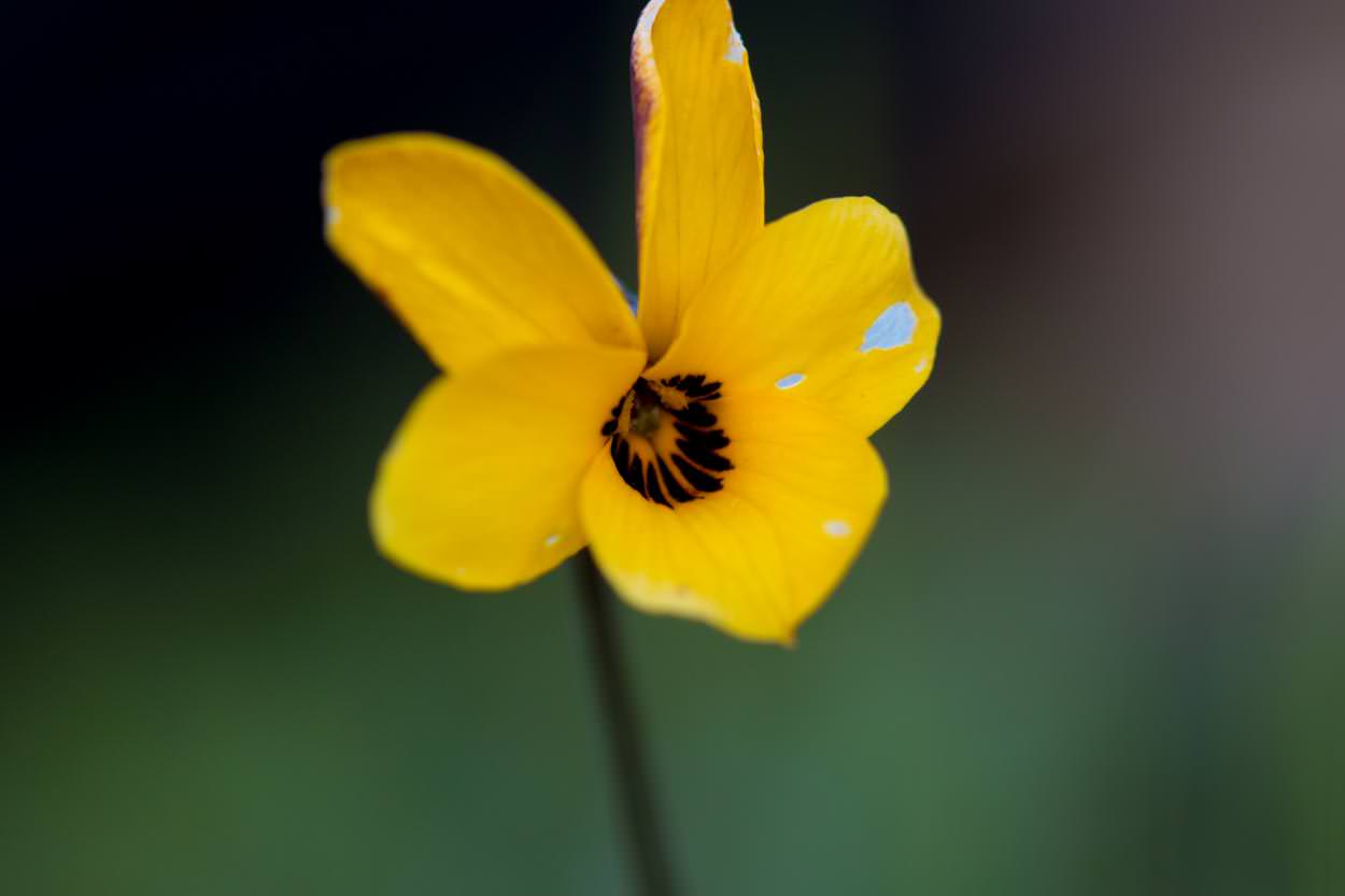  Johnny-jump-up - <em>Viola pedunculata</em>