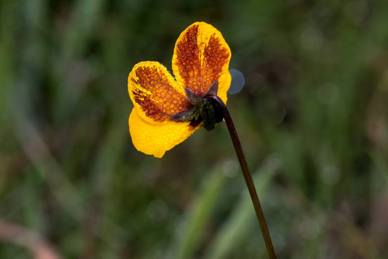  Johnny-jump-up - <em>Viola pedunculata</em>
