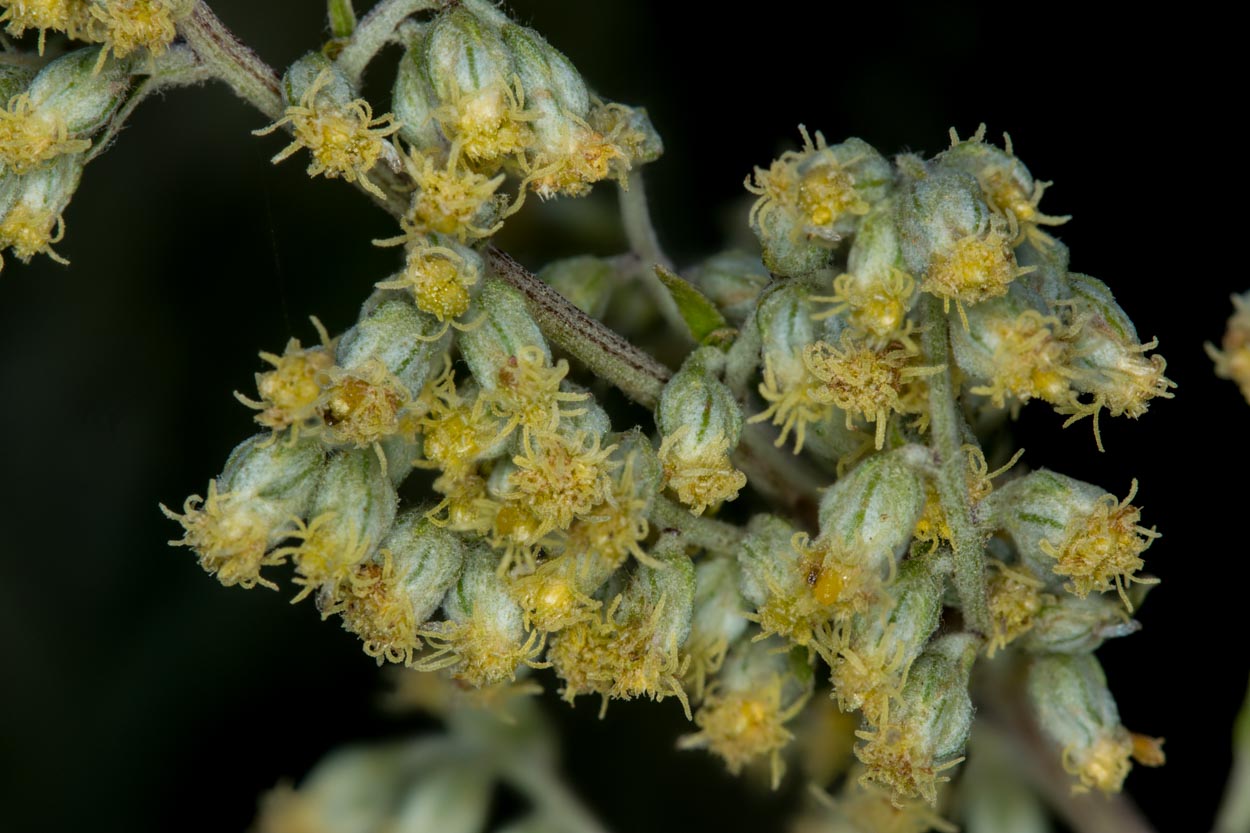  Mugwort - <em>Artemisia douglasiana</em>