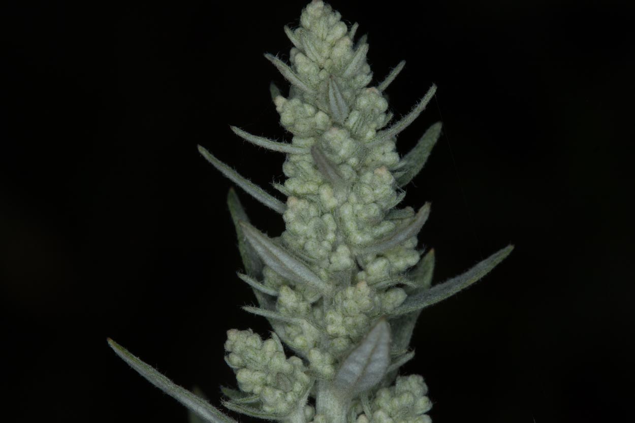  Mugwort - <em>Artemisia douglasiana</em>