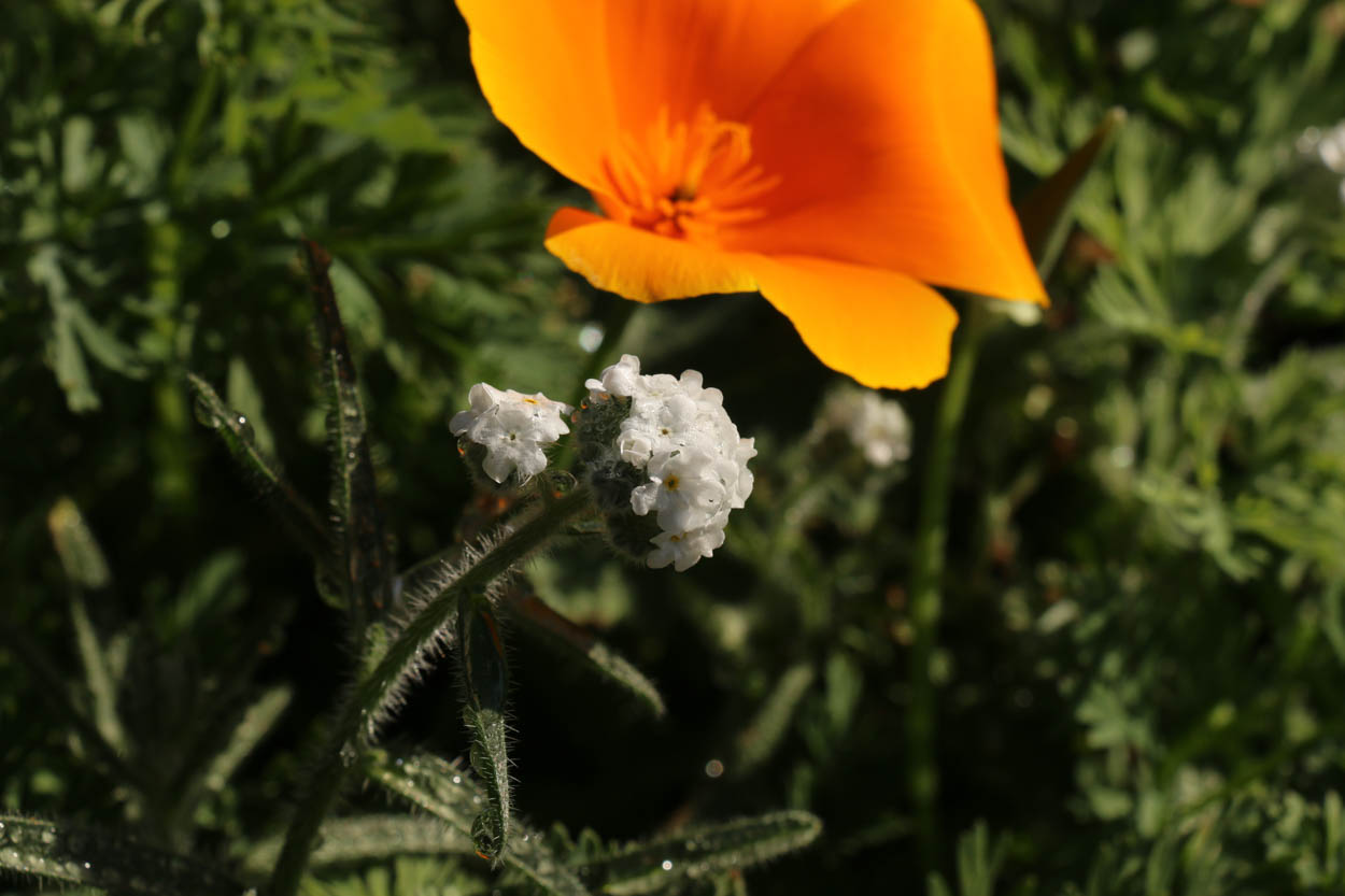  Prickly Popcorn Flower - <em>Cryptantha muricata</em>