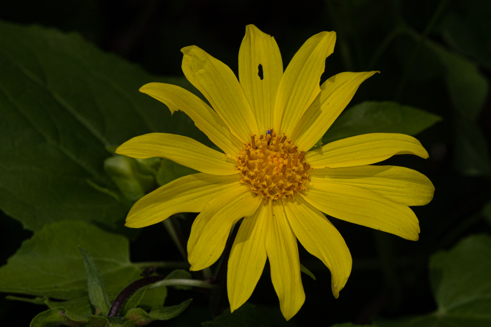  Canyon Sunflower - <em>Venegasia carpesioides</em>