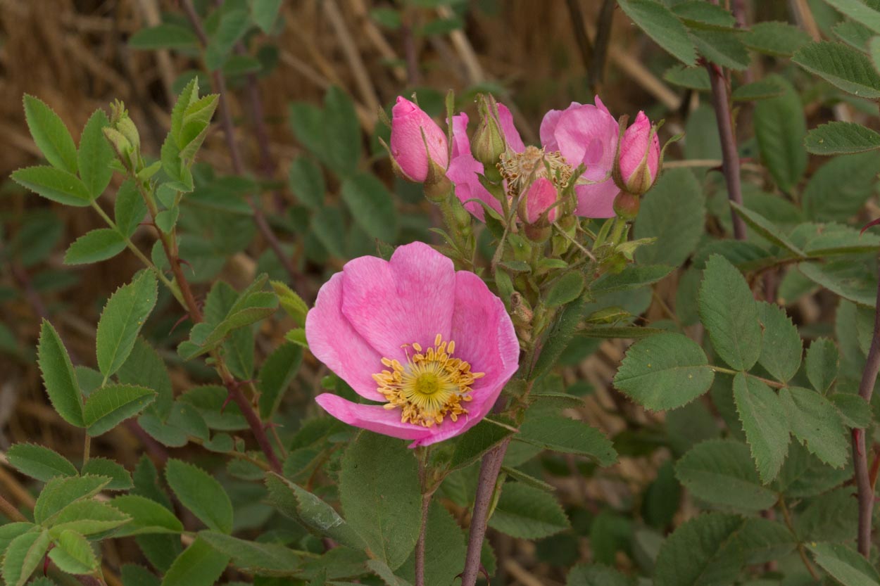  Wild Rose - <em>Rosa californica</em>