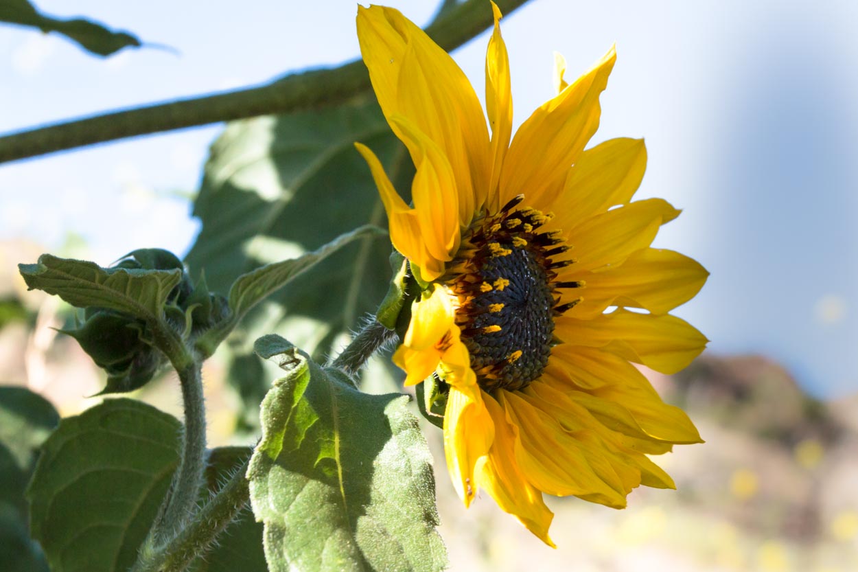  Common Sunflower - <em>Helianthus annus </em>