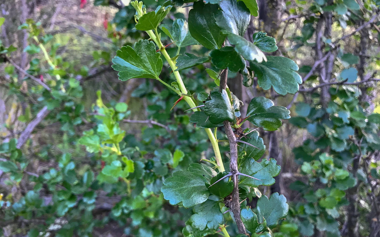  Fuchsia-Flowered Gooseberry - <em>Ribes speciosum</em>