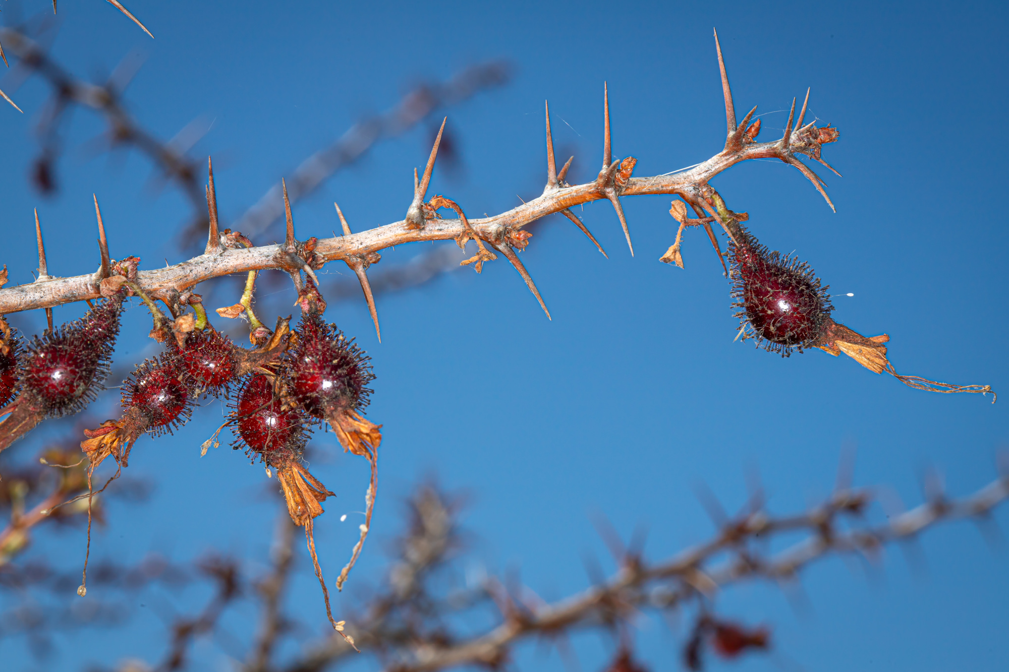  Fuchsia-Flowered Gooseberry - <em>Ribes speciosum</em>