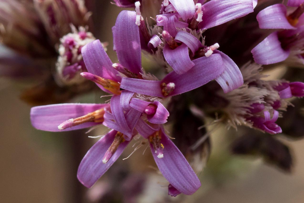  Perezia, Sacapellote - <em>Acourtia microcephala</em>