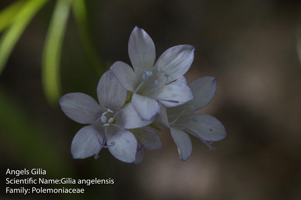  Angels Gilia - <em>Gilia angelensis</em>