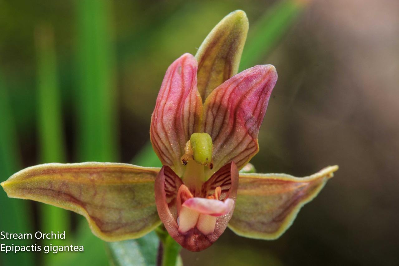  Stream Orchid - <em>Epipactis gigantea</em>