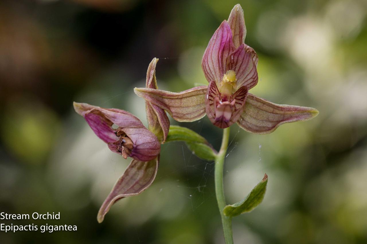  Stream Orchid - <em>Epipactis gigantea</em>