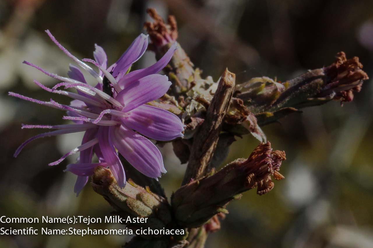  Tejon Milk-Aster - <em>Stephanomeria cichoriacea</em>