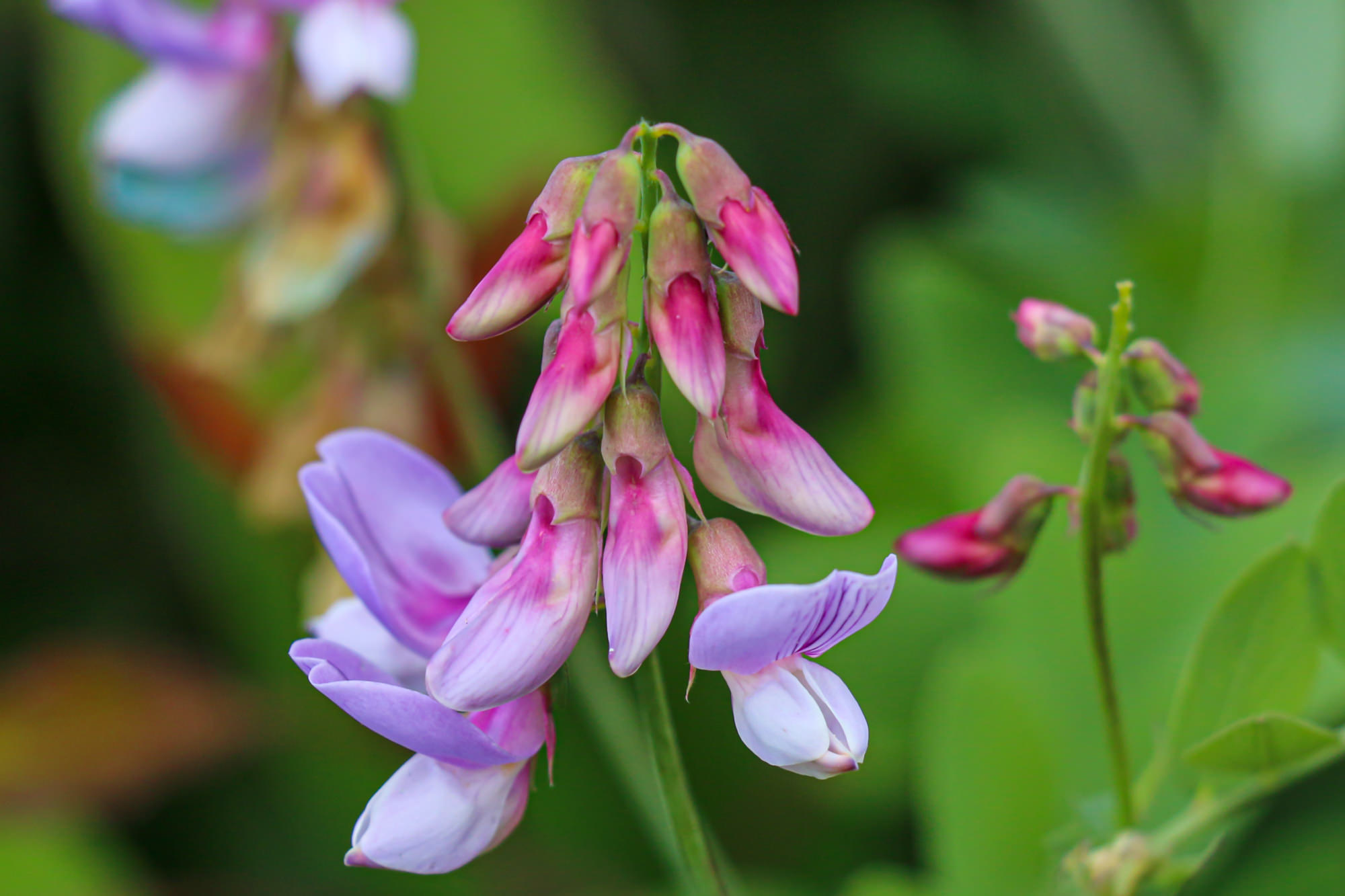 Plant Of The Month Wild Sweet Pea