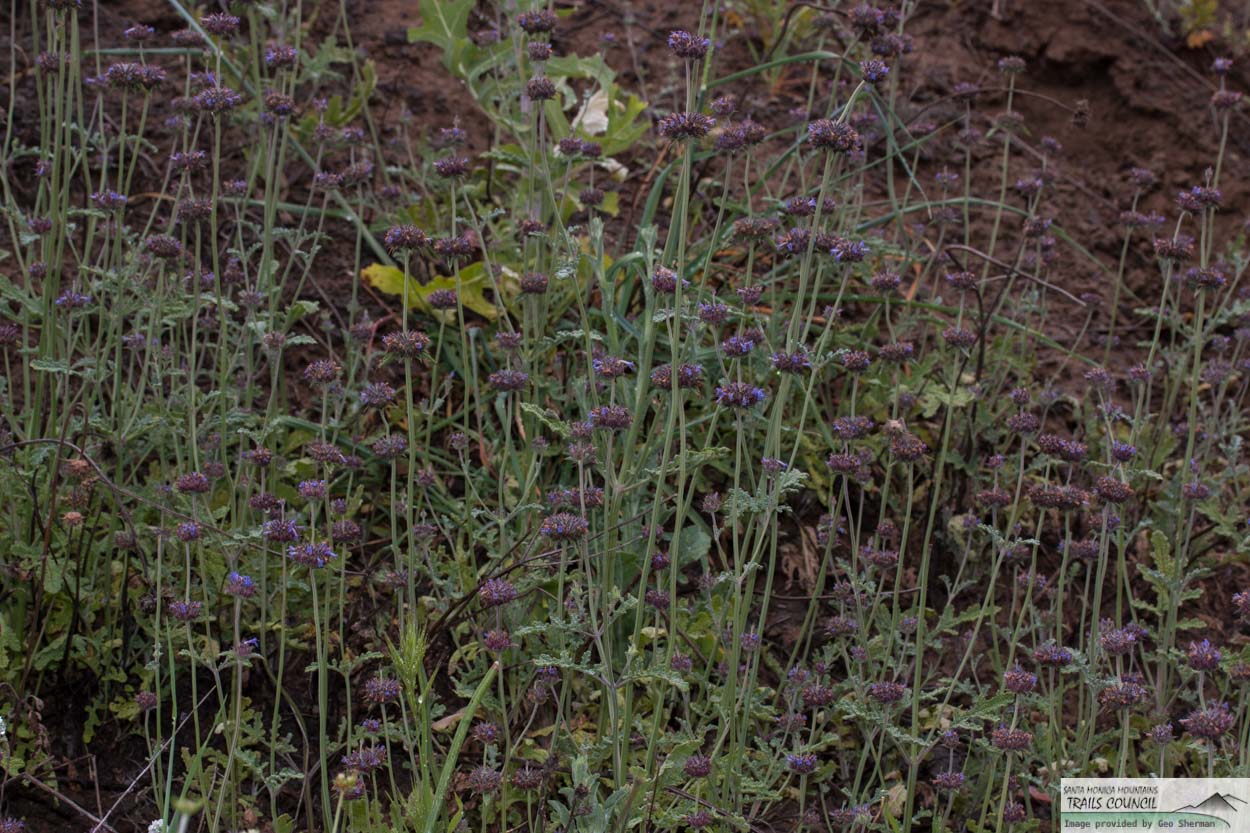  Chia, Golden Chia - <em>Salvia columbariae</em>