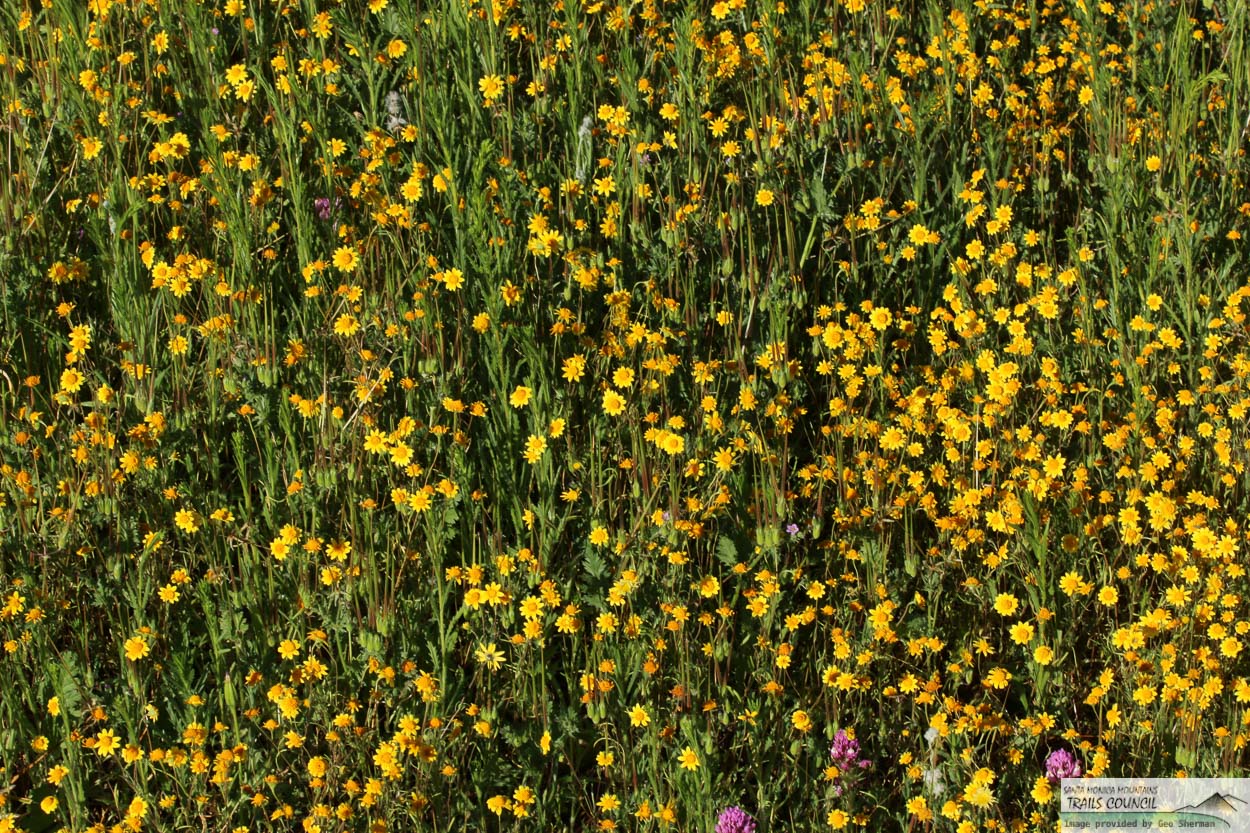  California Goldfields - <em>Lasthenia californica</em>