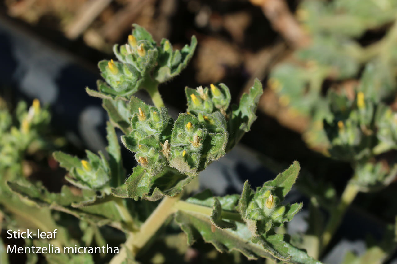  Stick Leaf, San Luis Blazingstar - <em>Mentzelia micrantha </em>