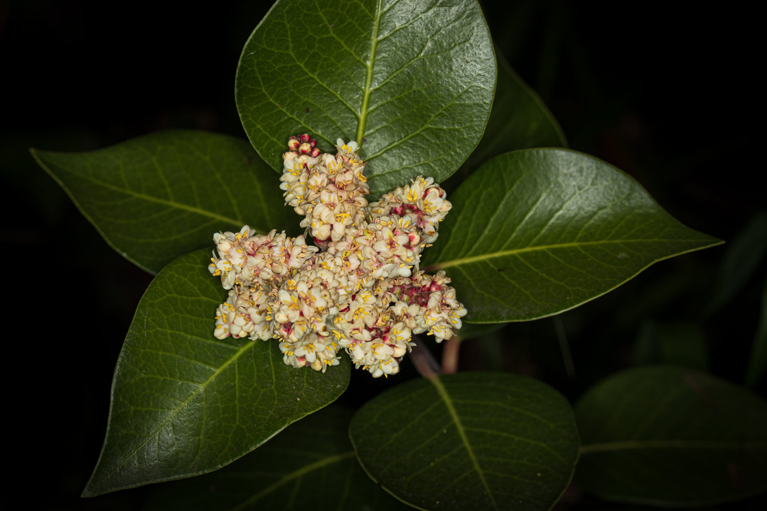 Plant Of The Month Sugar Bush