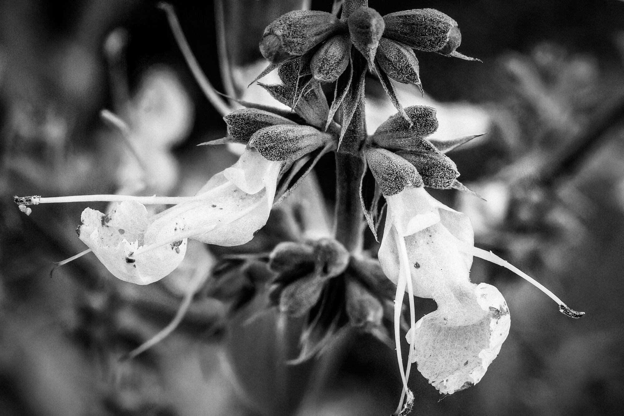  White Sage - <em>Salvia apiana</em>