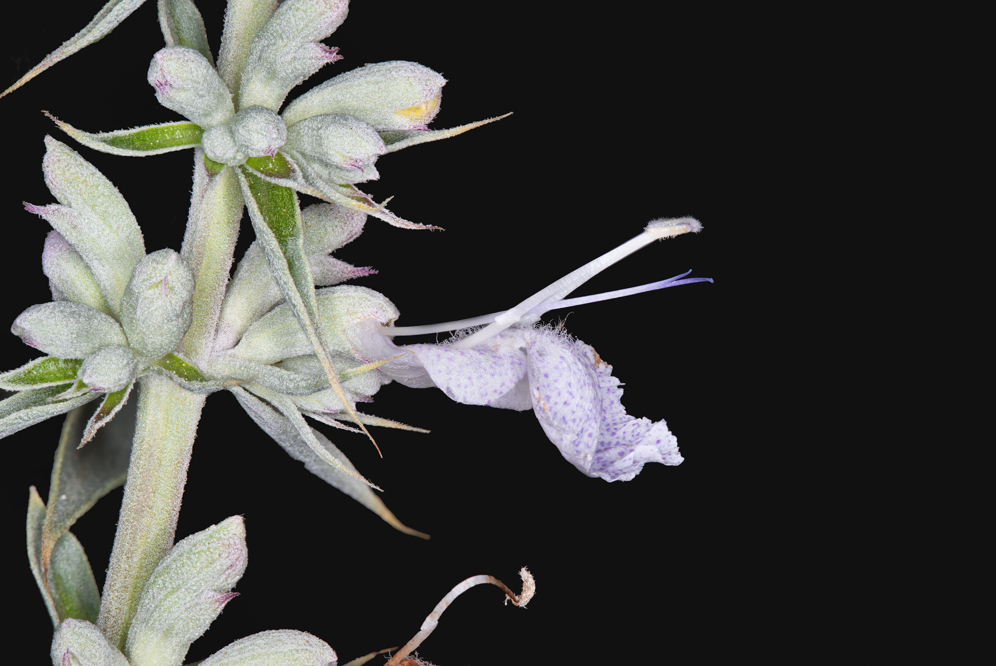 Pittospwer 100Pcs California White Sage Seeds Aromatics cerimoniali sacri Salvia Apiana 