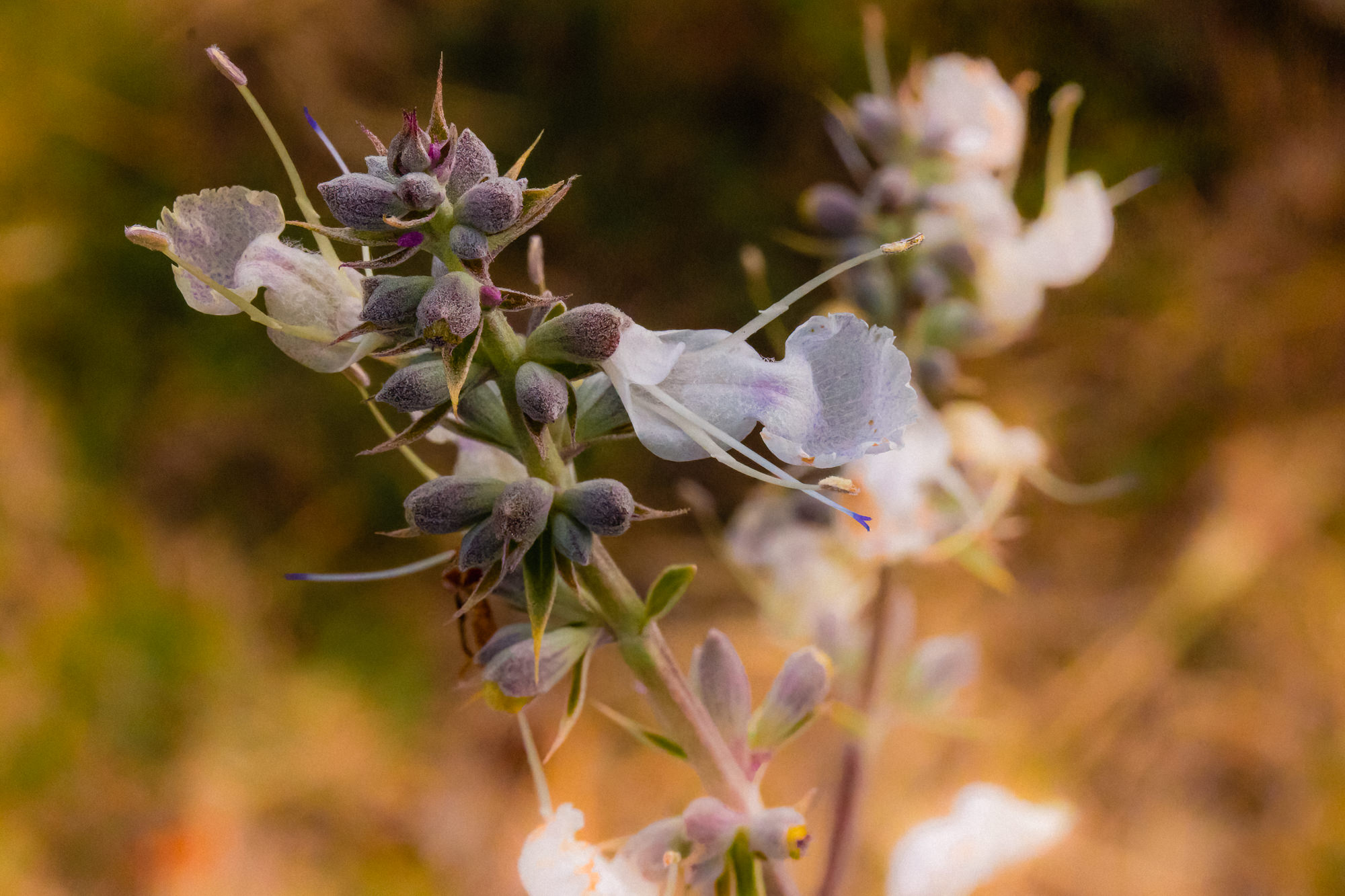 White Sage - <em>Salvia apiana</em>