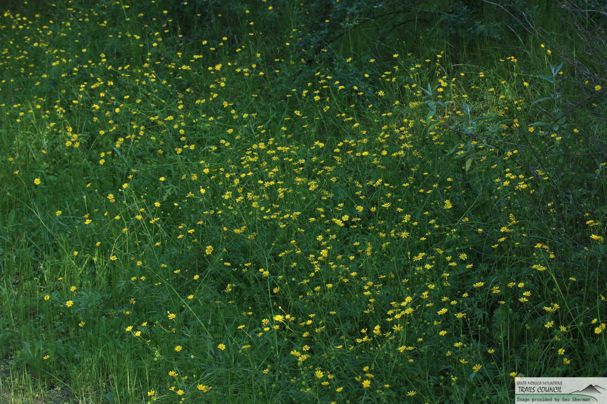  California Buttercup - <em>Ranunculus californicus</em>