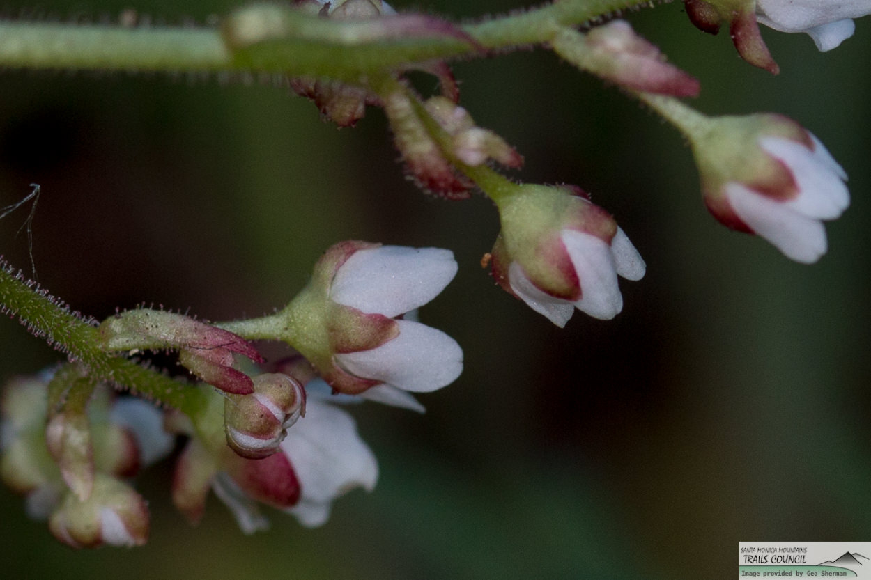  California Saxifrage - <em>Micranthes californica</em>