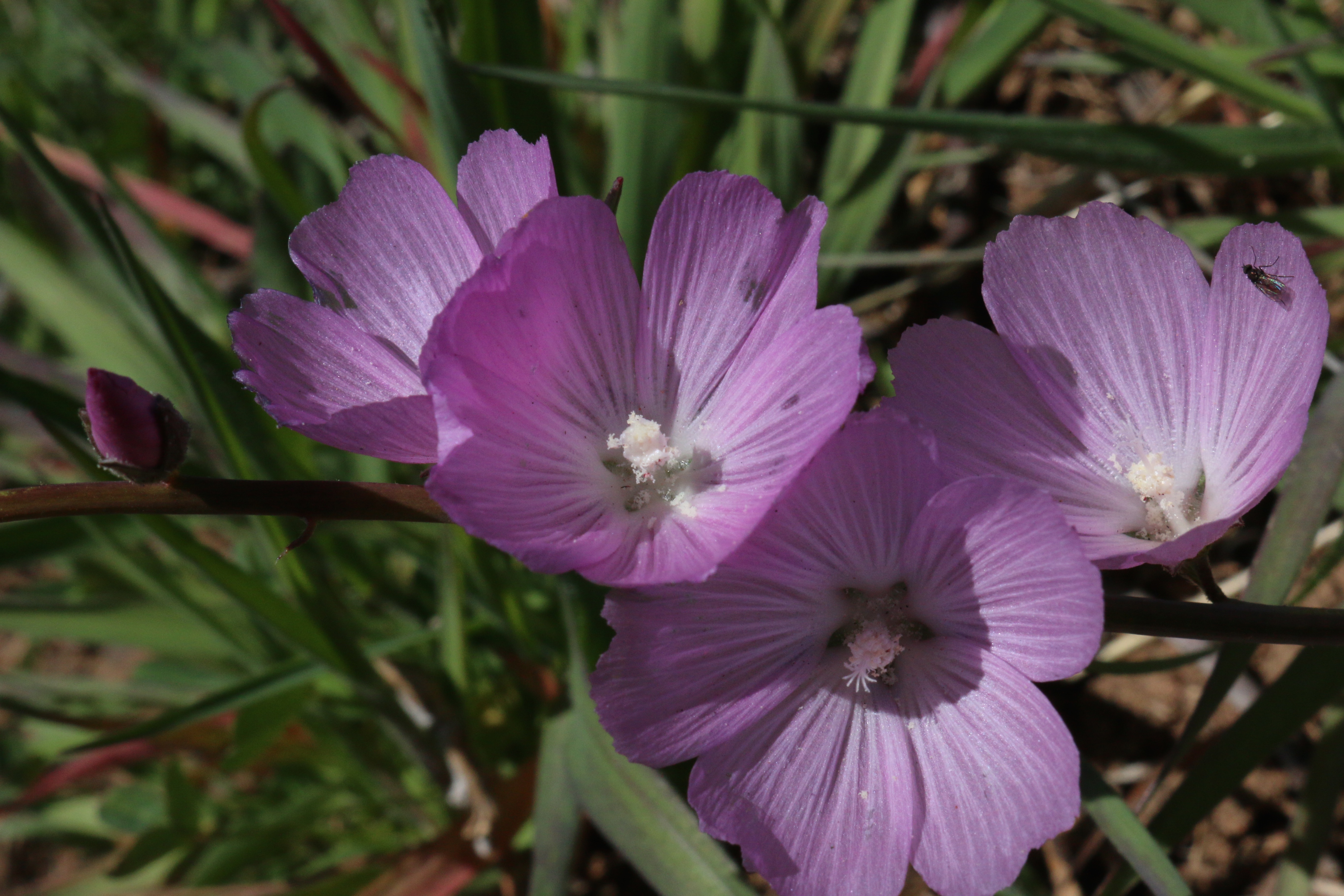  Checker Bloom - <em>Sidalcea sparsifolia</em>