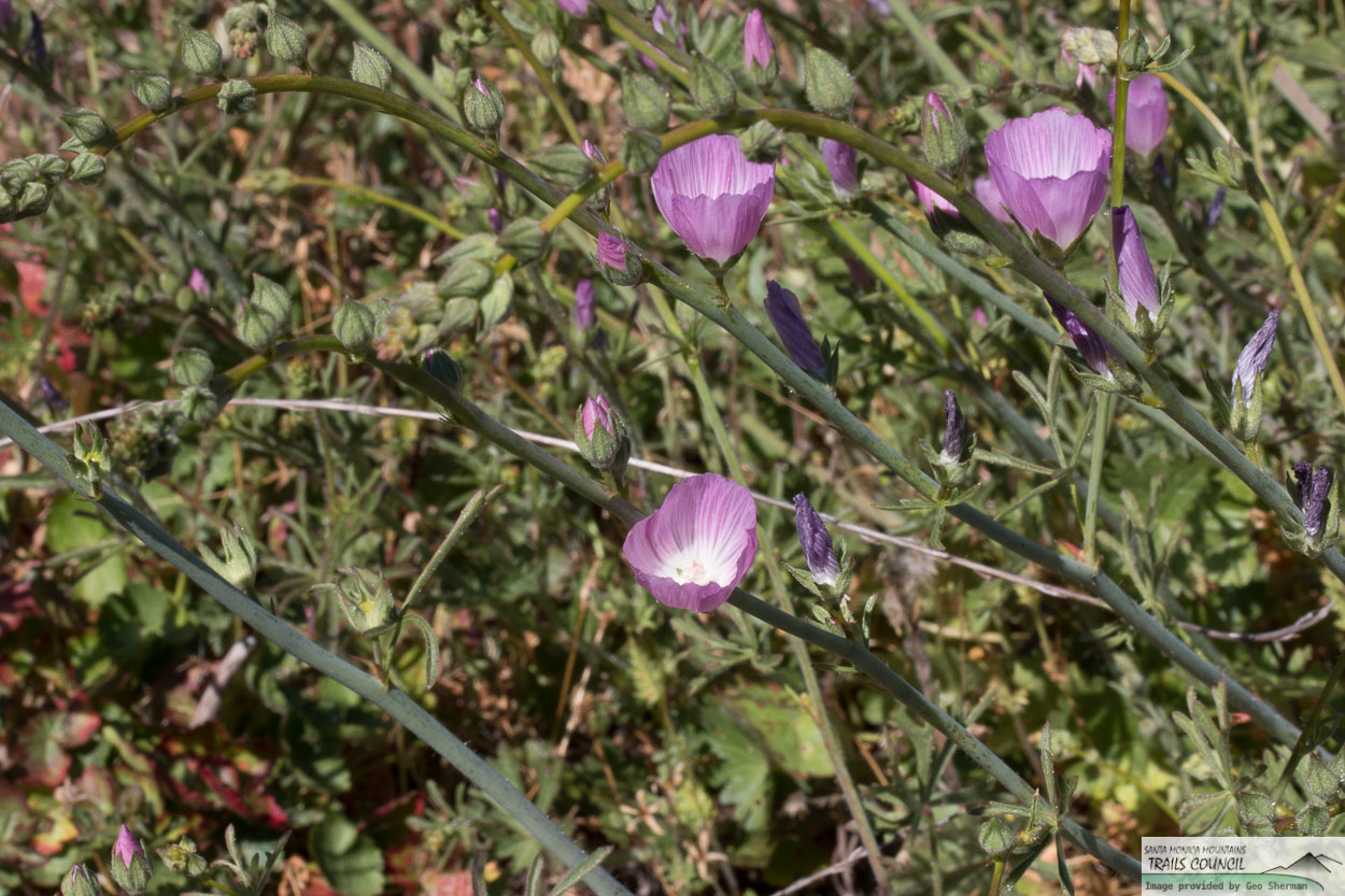  Checker Bloom - <em>Sidalcea sparsifolia</em>