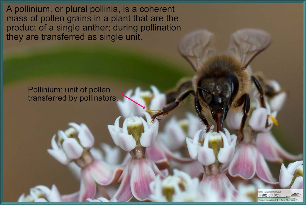 Image of bee pollinating milkweed