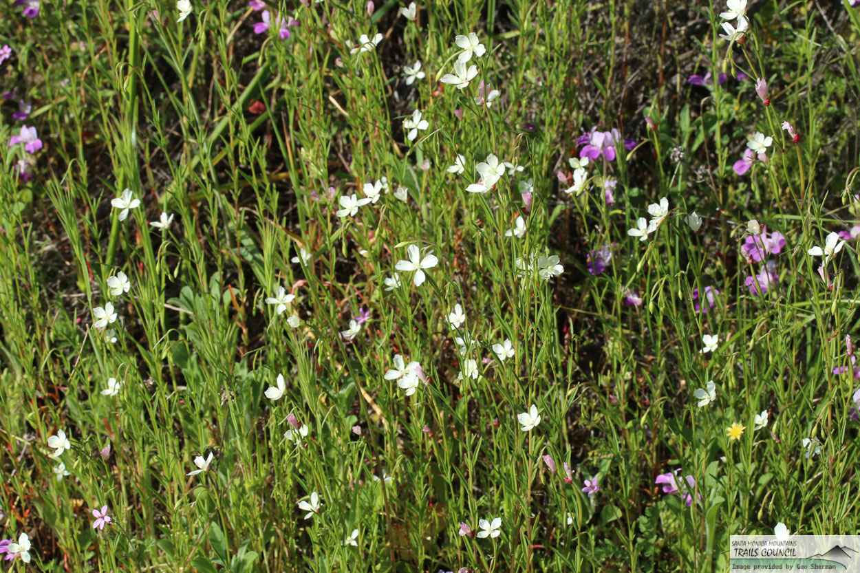  Willow Herb Clarkia - <em>Clarkia epilobioides</em>