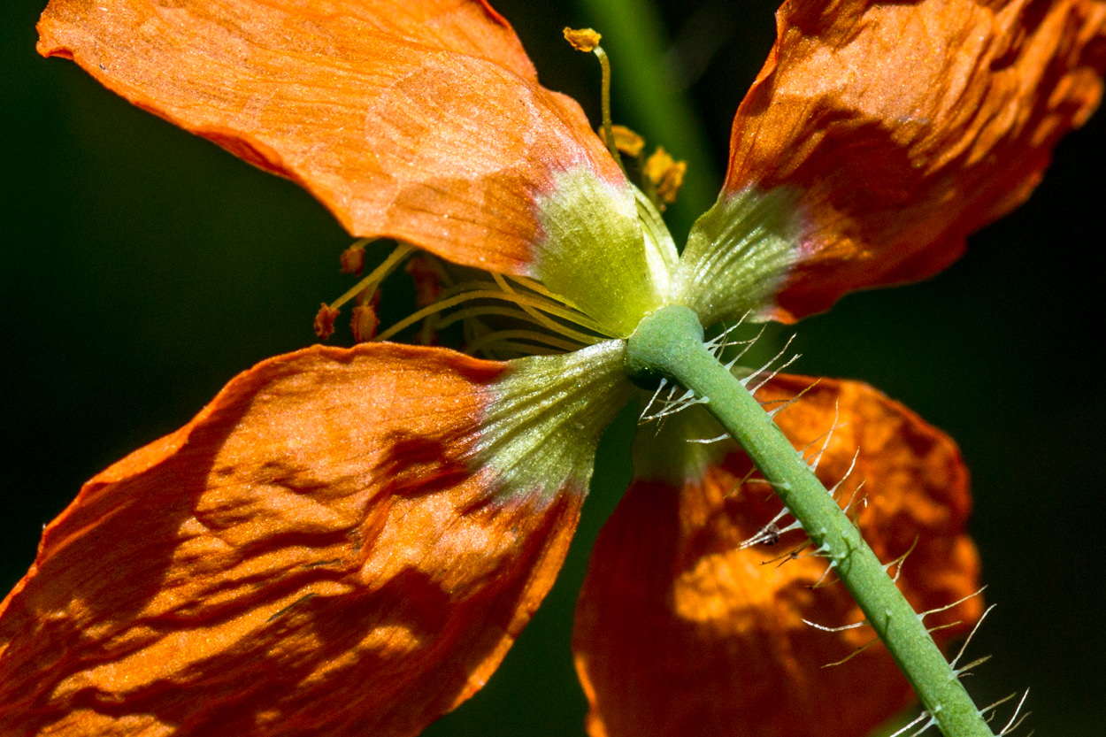  Fire Poppy - <em>Papaver californicum</em>