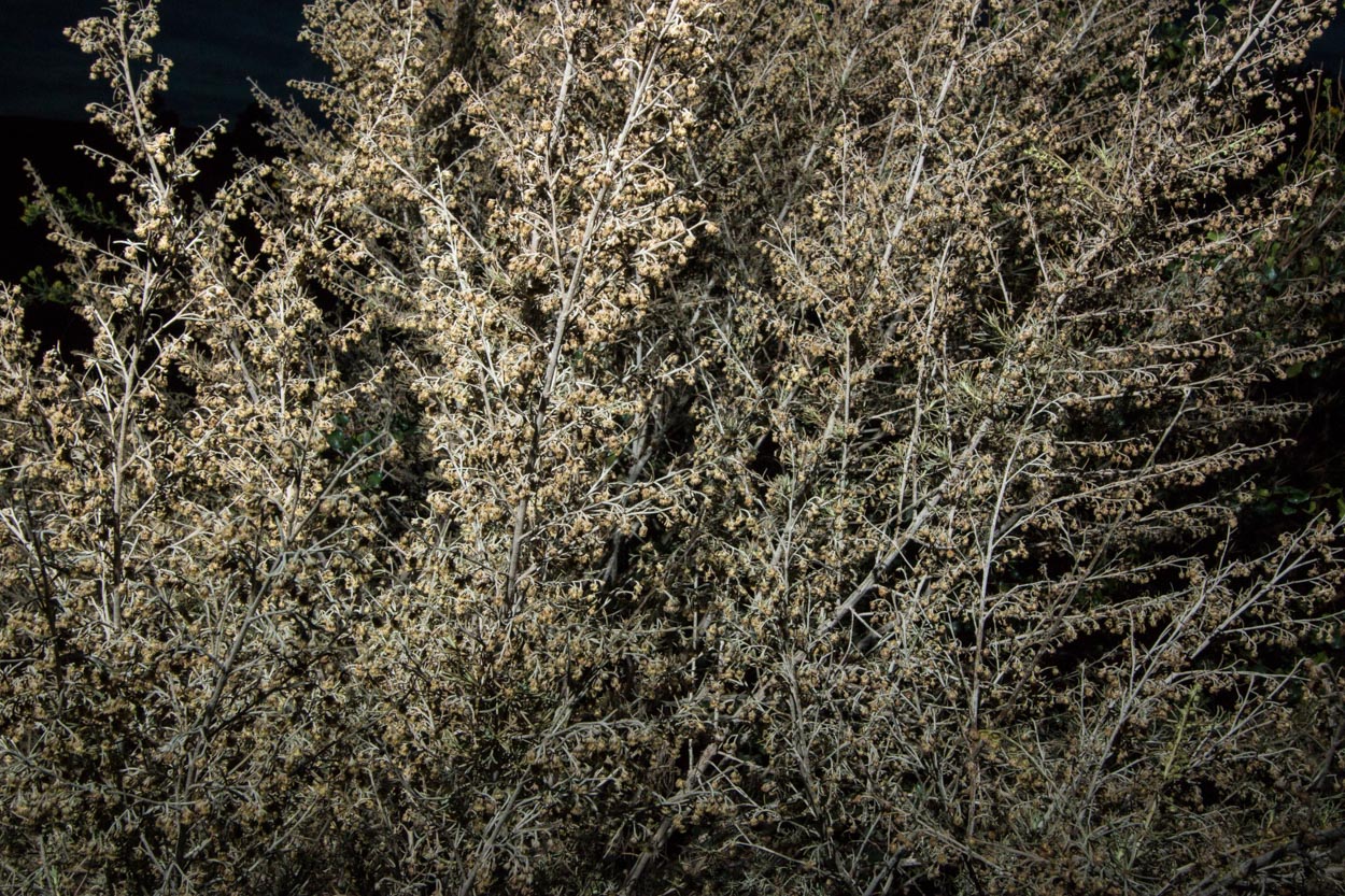  Sagebrush - <em>Artemisia californica</em>