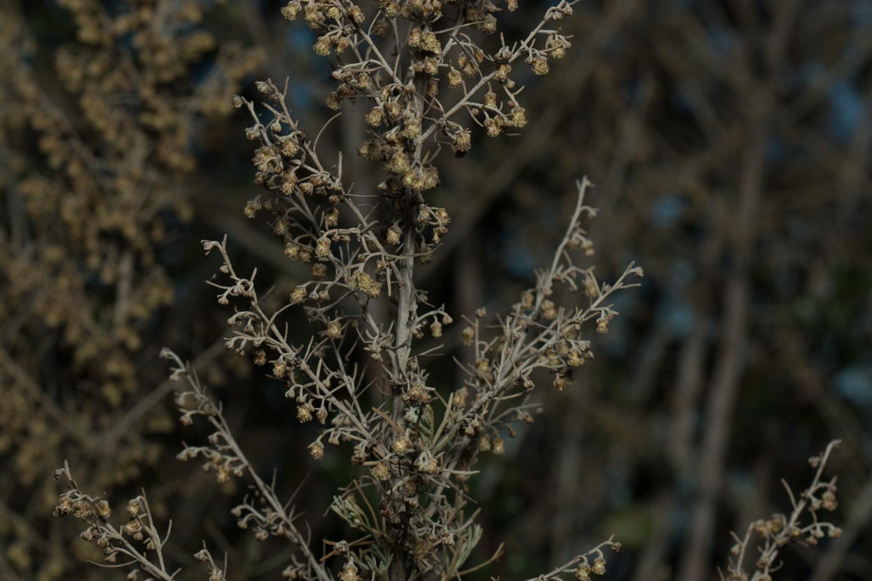  Sagebrush - <em>Artemisia californica</em>